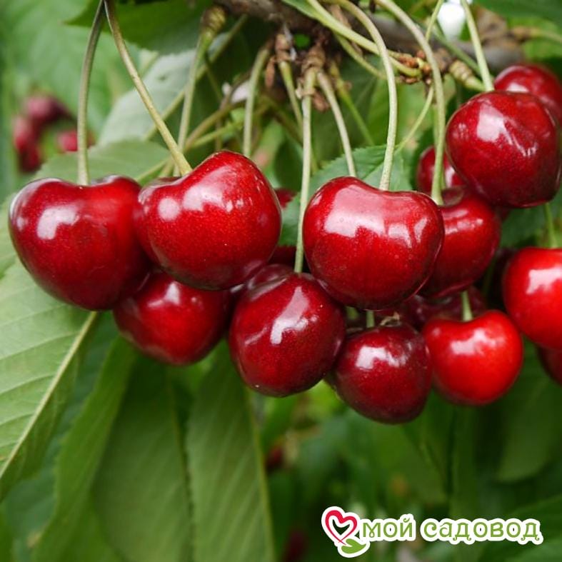 Черешня Сказка