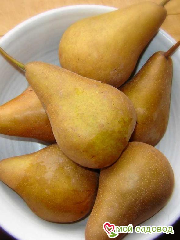 Груша Бере Боск