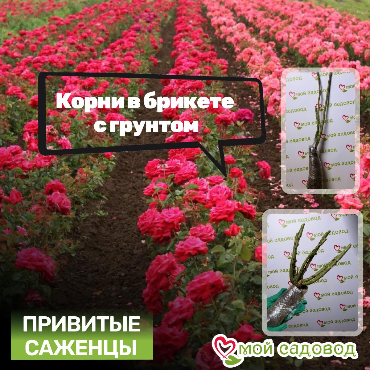 Роза Пинк Интуишн