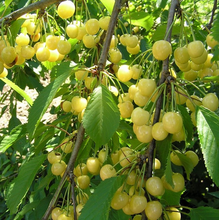 Черешня Чермашная