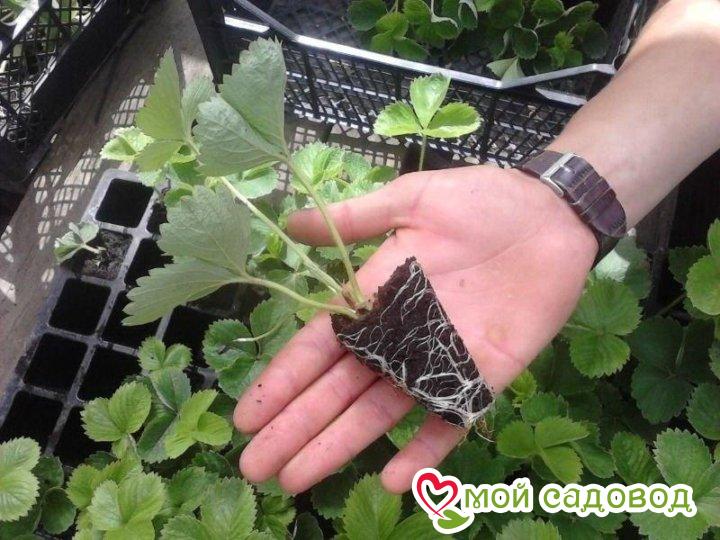 Клубника Голубой Залив