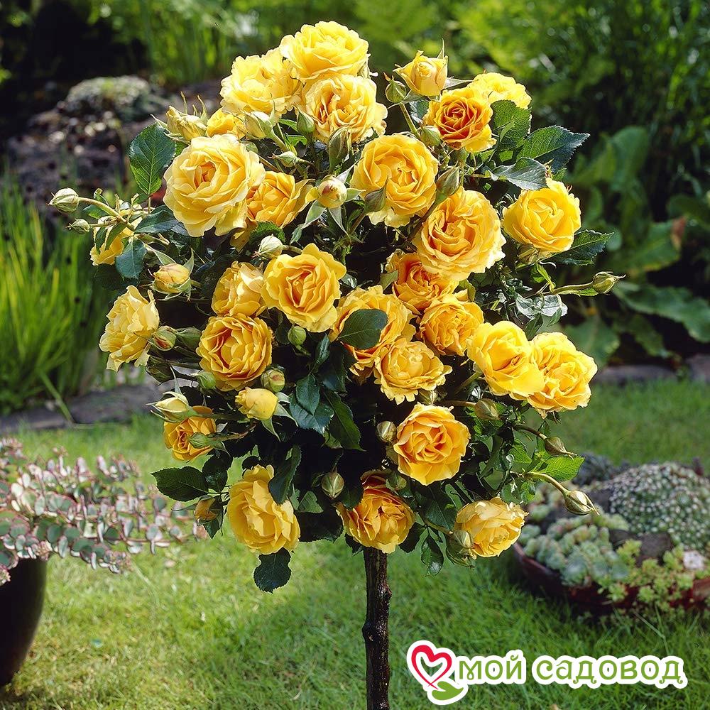 Роза Эприкот Дрим